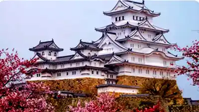 ภาพดอกซากุระบานเกาะฮอนชู
