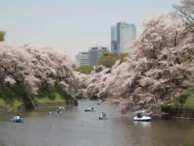 พายเรือในสวนชิโดริงาฟุจิ ชมซากุระ