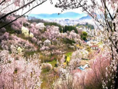 ต้นซากุระที่สวนฮานามิยามา