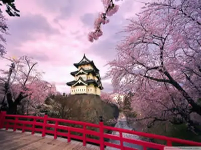 ปราสาทฮิโรซากิกับ ซากุระด้านข้างที่สวยงาม