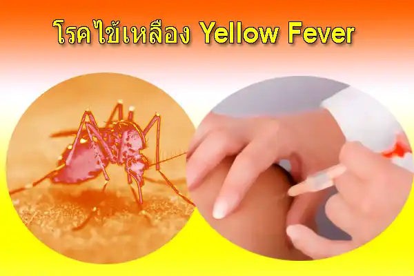 สมุดรับรองการฉีดวัคซีนไข้เหลืองและหนังสือเดินทาง