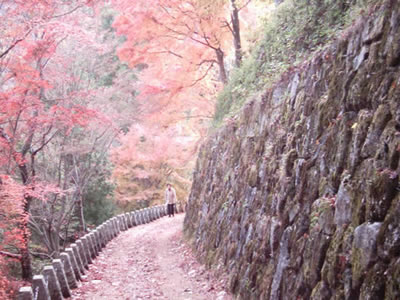 ใบซากุระบนทางเดิน ภูเขาโยชิโนะ