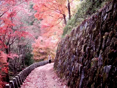 ใบซากุระบนทางเดิน ภูเขาโยชิโนะ